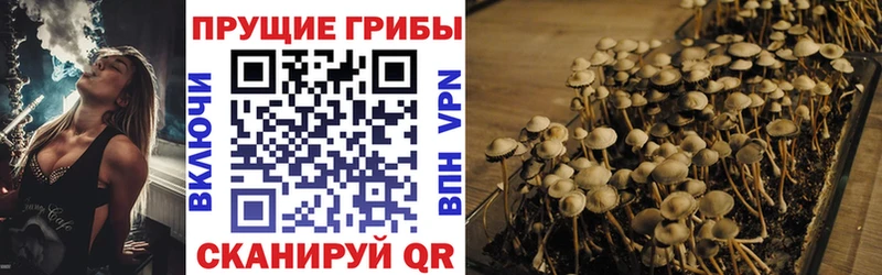Купить  Арамиль  Псилоцибиновые грибы Magic Shrooms 